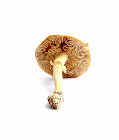 picture of a fresh harvested mushroomの写真素材