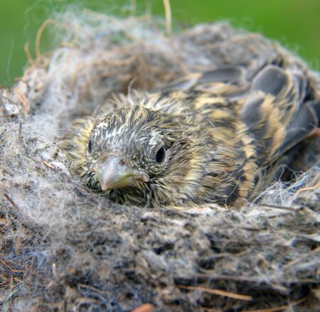 picture of a cute  baby bird of house sparrow