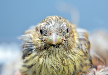 picture of a cute  baby bird of house sparrowの写真素材