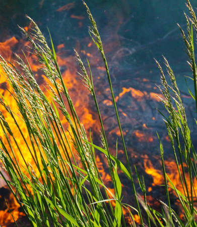 burning branches of a trees in the parkの写真素材