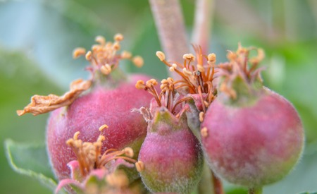 picture of a young   apples in orchardの写真素材
