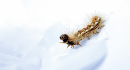 picture of a caterpillar macro closeup on whiteの写真素材