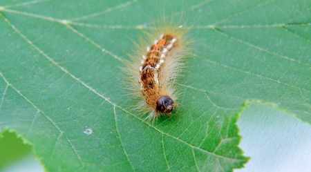 picture of a caterpillar macro closeup on green hazelnut leaf