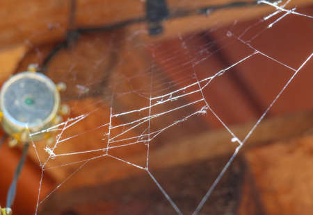 picture of a spider web on a sunny day