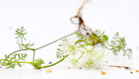 Picture of a Forest plant flowers, studio shot