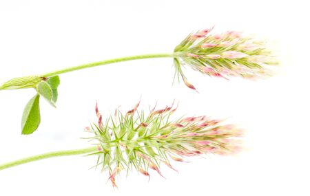 Picture of a Forest plant flowers, studio shotの写真素材