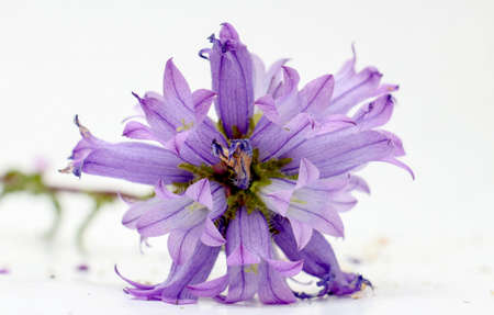 Pictureof a Forest plant flowers, studio shotの写真素材