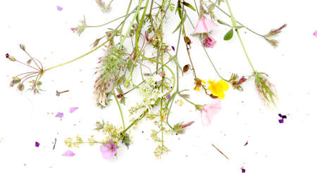 Picture of a Forest plant flowers, studio shotの写真素材