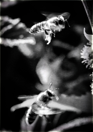 picture of a bees at work on raspberry flower