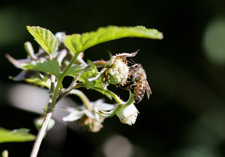photo of a bee at work on a raspberry bush a sunny day.の写真素材