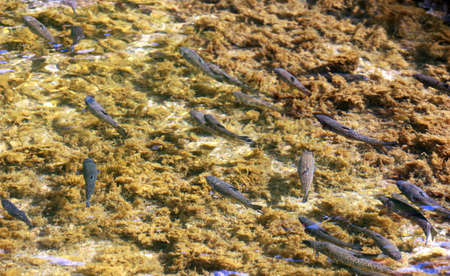 picture of a trout fish in a clean river water