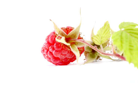 picture of a close-up of the ripe organic raspberry in studio