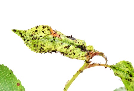 Picture of a Sour sherry leaf with pestsの写真素材