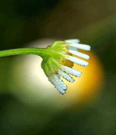 Picture of a Wild chamomile flowers on a field early on the morningの写真素材