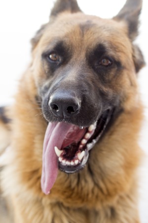 Picture of a German Shepherd Dog, Portraitの写真素材