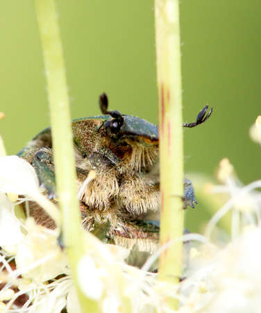 Picture of a Black beetle on a leaf
