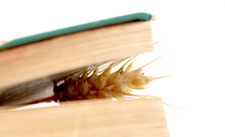 Picture of an wheat ears between the pages of an old bookの写真素材