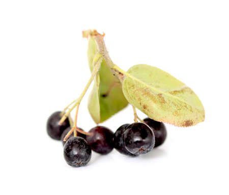 Chokeberry with leaves,picture of aの写真素材