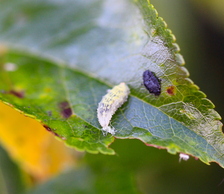 Caterpillar on green leaf eat small insect
