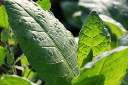 picture of a tobacco leaves