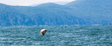 Picture of a Dalmatian Pelican,Pelecanus crispus in flight.の写真素材