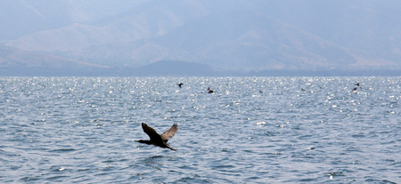 picture of a Birds on lake Prespa, Macedoniaの写真素材