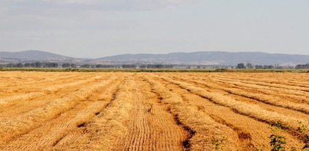 golden colors of summer wheat field after a harvestの写真素材
