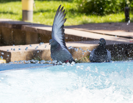 City pigeon taking bath in fountain. summer conceptの写真素材
