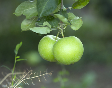 Unripe apples on a branch early in the morningの写真素材