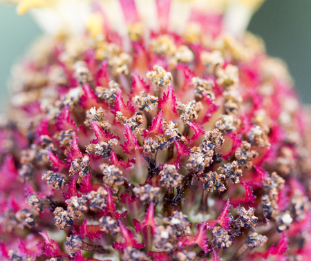 picture of a Gerbera flower , macro shotの写真素材