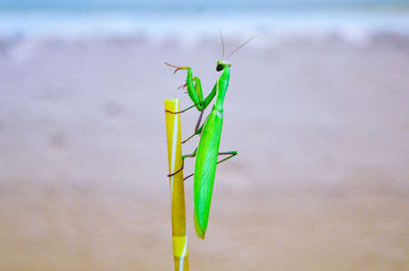 green praying mantis on a drinking straw on coffee cup. Mantis religiosaの写真素材