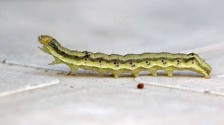 picture of a yellow green caterpillar on a white background