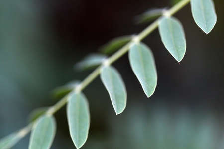 picture of a Green Leaves.Nature conceptの写真素材