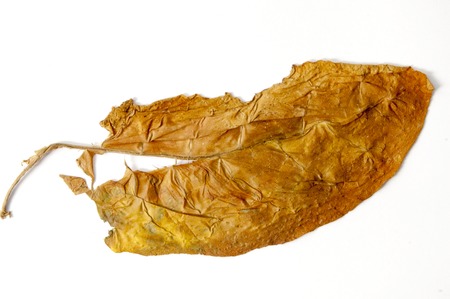 picture of a dry leaf tobacco closeupの写真素材