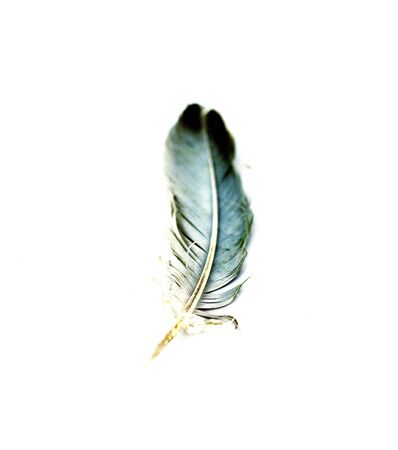 image of an single feather