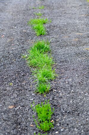 picture of a grass growing the asphalt,survival conceptの写真素材