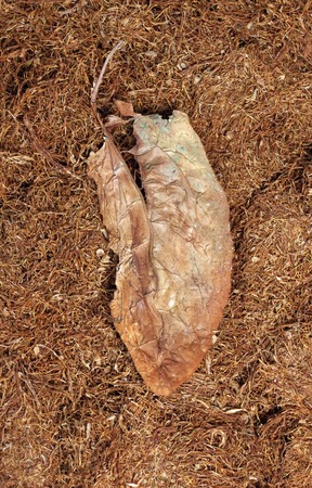 picture of a smoking issues, tobacco and nicotine addiction , health themeの写真素材