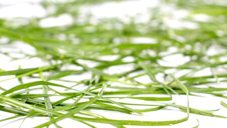 picture of a fresh green grass on white background in studioの写真素材
