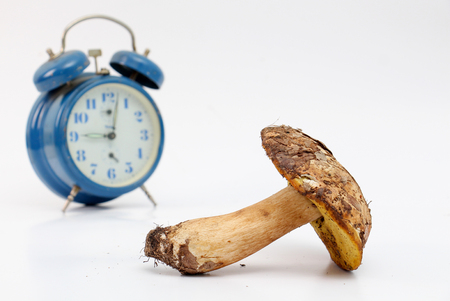 picture of a just harvested mushrooms . boletus edulis in front of blue alarm clock. healthy food conceptの写真素材
