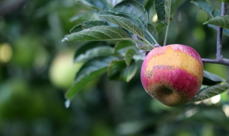 picture of a Ripe Apples in Orchard ready for harvesting,Morning shotの写真素材