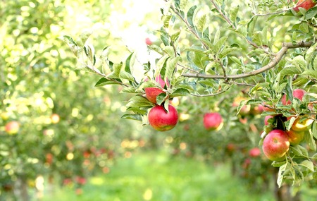 picture of a Ripe Apples in Orchard ready for harvesting,Morning shotの写真素材