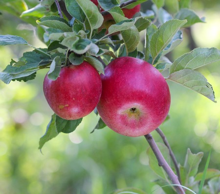 picture of a Ripe Apples in Orchard ready for harvesting,Morning shot