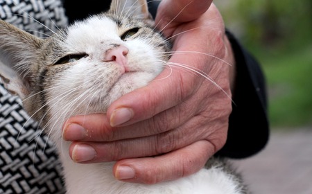 picture of a cute stray kitten on a handsの写真素材