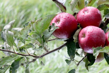 Apple Orchard ready for harvest. Morning shot after the rainの写真素材