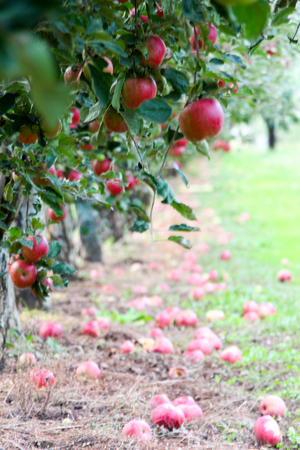 Apple Orchard ready for harvest. Morning shot after the rain. shallow dof,