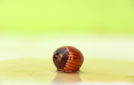 picture of a single Hazelnut on a white green background