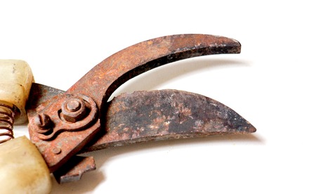 picture of a rusty secateurs for the garden works on whiteの写真素材