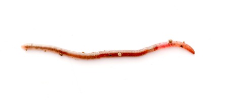picture of an Earth worm on white background in stidioの写真素材