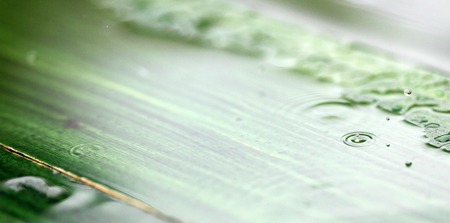 picture of a rain or waterdrops.season conceptの写真素材