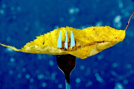 picture of a Autumn leaf on a fork on a blue background